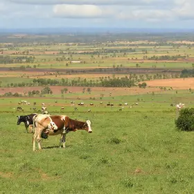 Expansão da Natville em Alagoas fortalece a cadeia produtiva do leite no semiárido nordestino