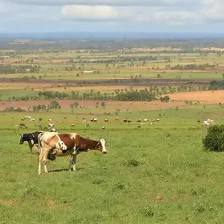 Expansão da Natville em Alagoas fortalece a cadeia produtiva do leite no semiárido nordestino