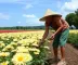 Dia de campo aproxima produtores de novas técnicas para cultivo de crisântemos em Alagoas