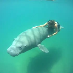 Observação do peixe-boi em Tatuamunha: guia prático para planejar sua viagem