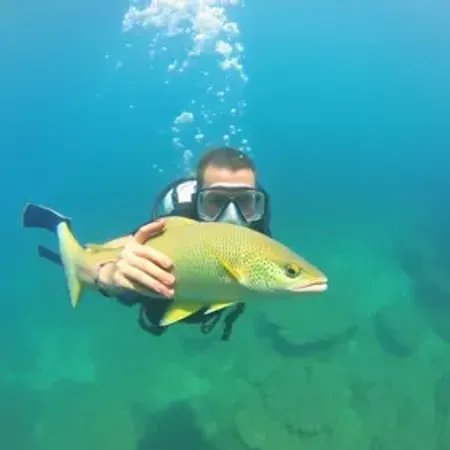 Mergulho em Alagoas vale a pena? Veja quando compensa e como planejar
