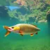Roteiro de carro por Piranhas e Cânions: itinerário pronto com praias, passeios e dicas