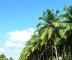 Pajuçara: guia completo para planejar sua viagem