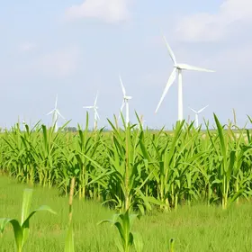Setor sucroenergético ganha novas variedades de cana com participação da Ufal