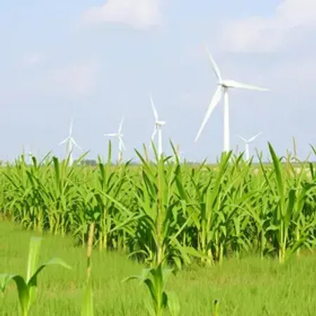 Setor sucroenergético ganha novas variedades de cana com participação da Ufal