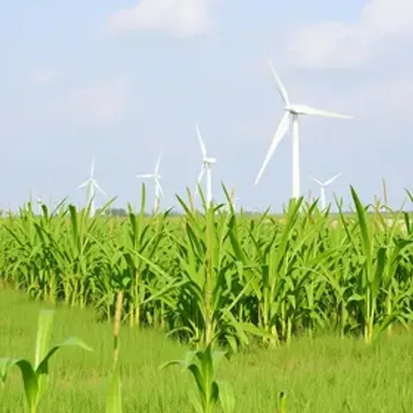 Setor sucroenergético ganha novas variedades de cana com participação da Ufal