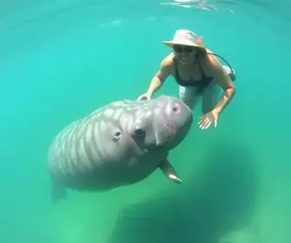 Passeio do peixe-boi em Tatuamunha: guia prático para planejar sua viagem