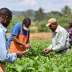 Empreendedores de Engenharia e Agronomia serão capacitados pelo Sebrae